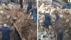 Čudo nakon zemljotresa: Konj 21 dan uspio preživjeti pod ruševinama