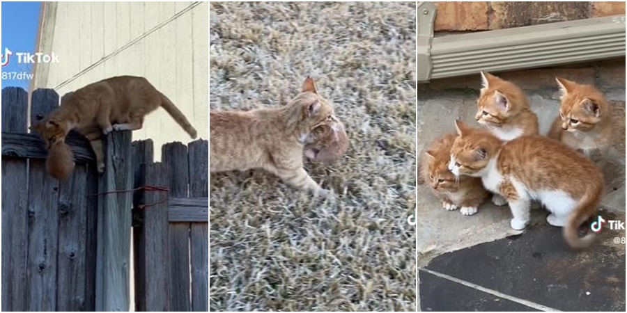 Mačka donijela mačiće u dvorište muškarca koji ju je hranio, a on ih smjestio u svoj dom