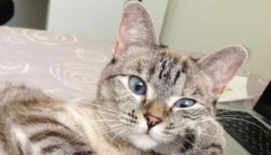 Najbogatija mačka na svetu “teška” je 100 miliona dolara: Upoznajte influenserku Nalu