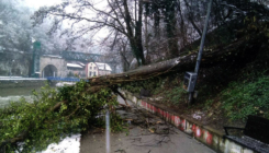 Drvo palo na ženu i troje djece u Srbiji