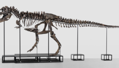 Skelet Tyrannosaurus Rex-a star 67 miliona godina ide na prodaju