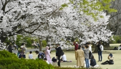 Trešnje procvjetale ranije u Japanu