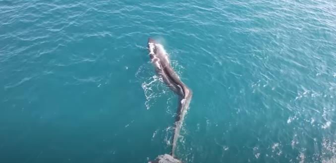 Snimljen kit sa skoliozom: Ovo stanje kod njih je rijetko, ali je surov podsjetnik na opasne sudare sa brodovima