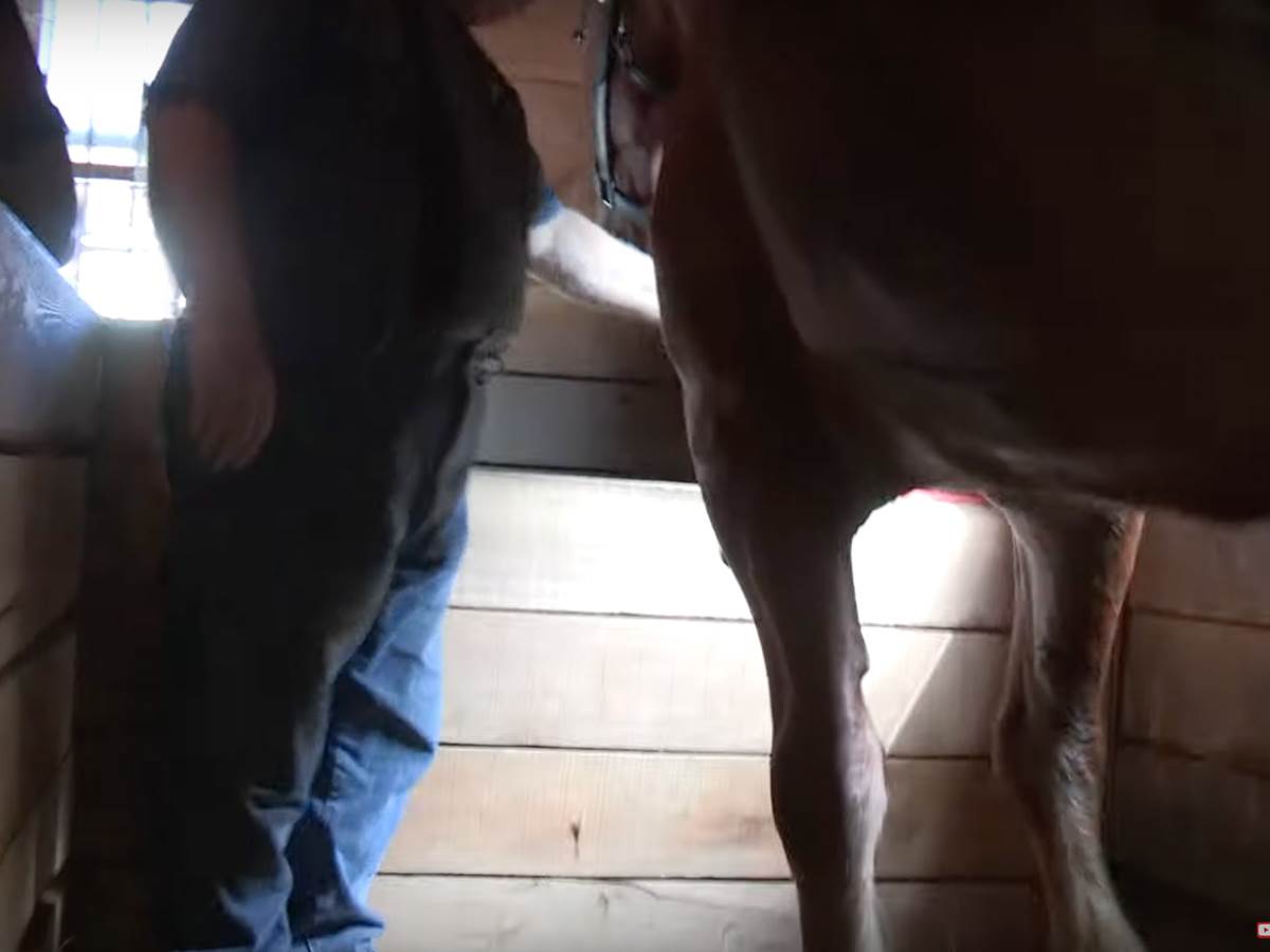 Muškarac iz BiH uhapšen pod sumnjom da je silovao konja