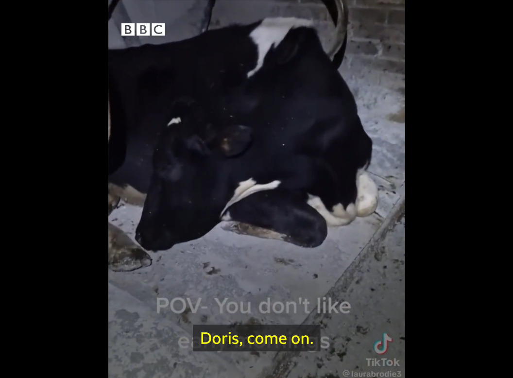 Krava koja glumi da spava, svjetska atrakcija po imenu Doris