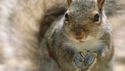 Treniraju vjeverice da otkrivaju drogu: Imaju oštar njuh i mogu se popeti bilo gdje