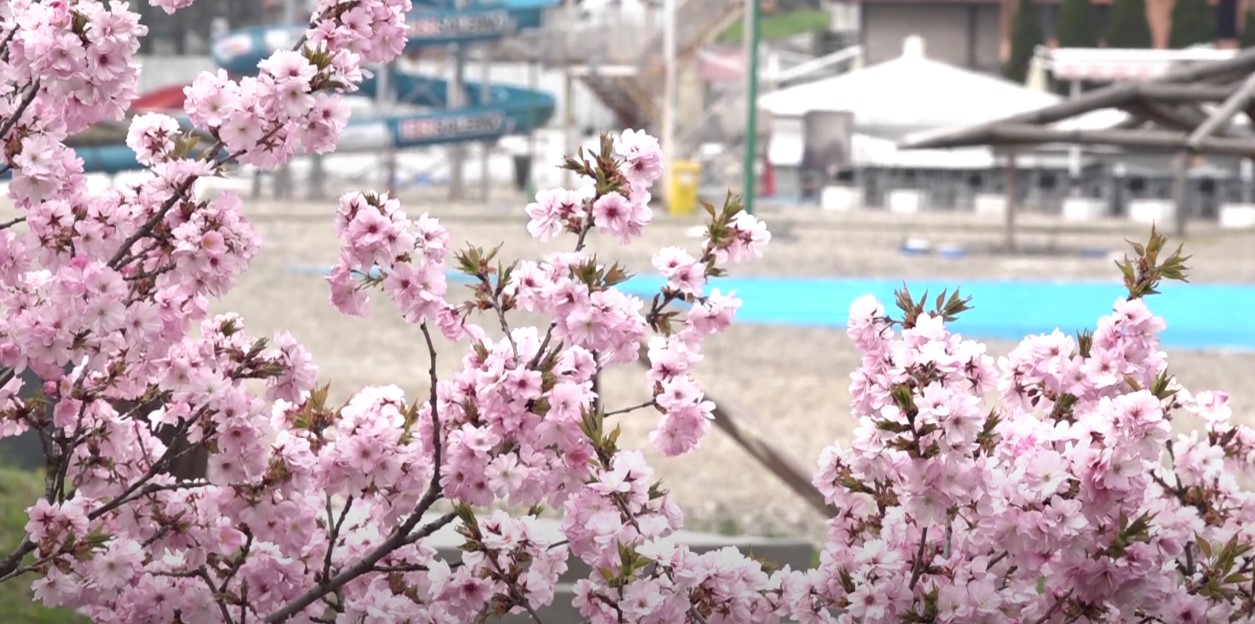 Proljeće na Panonnici: Japanska trešnja mami poglede prolaznika