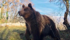 Medvjed Ljubo više neće biti u kavezu: Crna Gora dobila rezervat za medvjeda