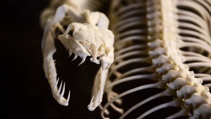 Oko 6.000 godina stare zmijske kosti pronađene u Kini