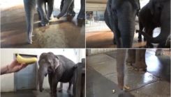 Surla umjesto ruku: Slonica u zoološkom vrtu sama naučila guliti banane