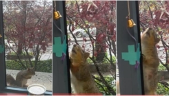 Jako inteligentne životinje: Ova vjeverica na genijalan način poručuje ljudima da je gladna