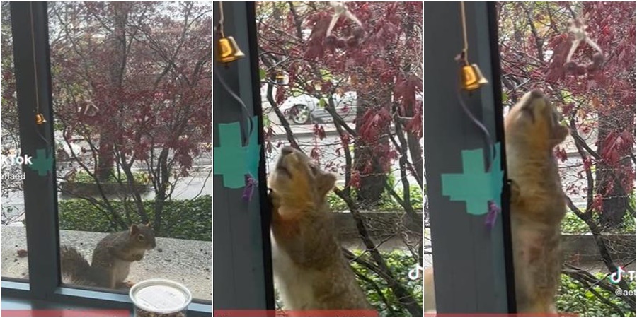 Jako inteligentne životinje: Ova vjeverica na genijalan način poručuje ljudima da je gladna