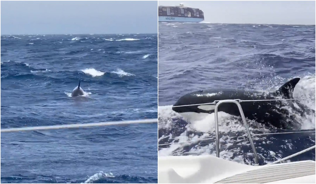 Naučnici smatraju da napade na jahte oko Gibraltara predvodi kit ubica željan osvete