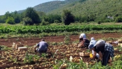 Nedostaje radnika na poljima krompira: Dnevnice idu do 150 KM