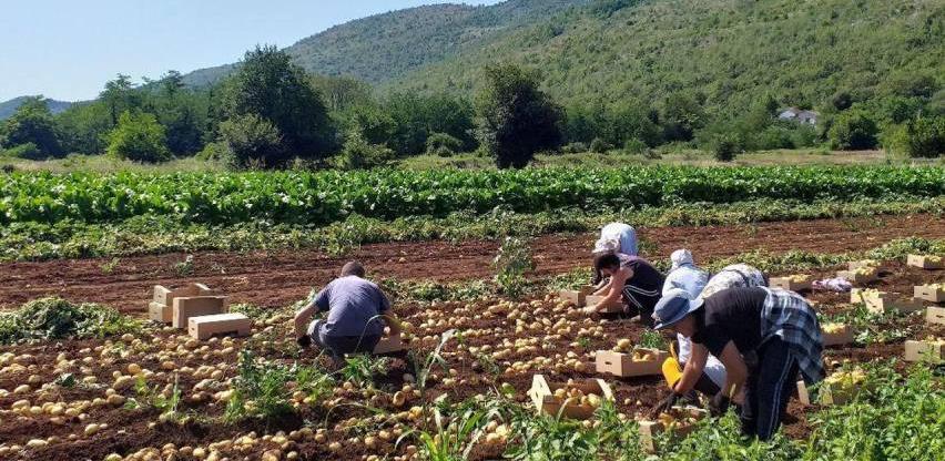 Nedostaje radnika na poljima krompira: Dnevnice idu do 150 KM