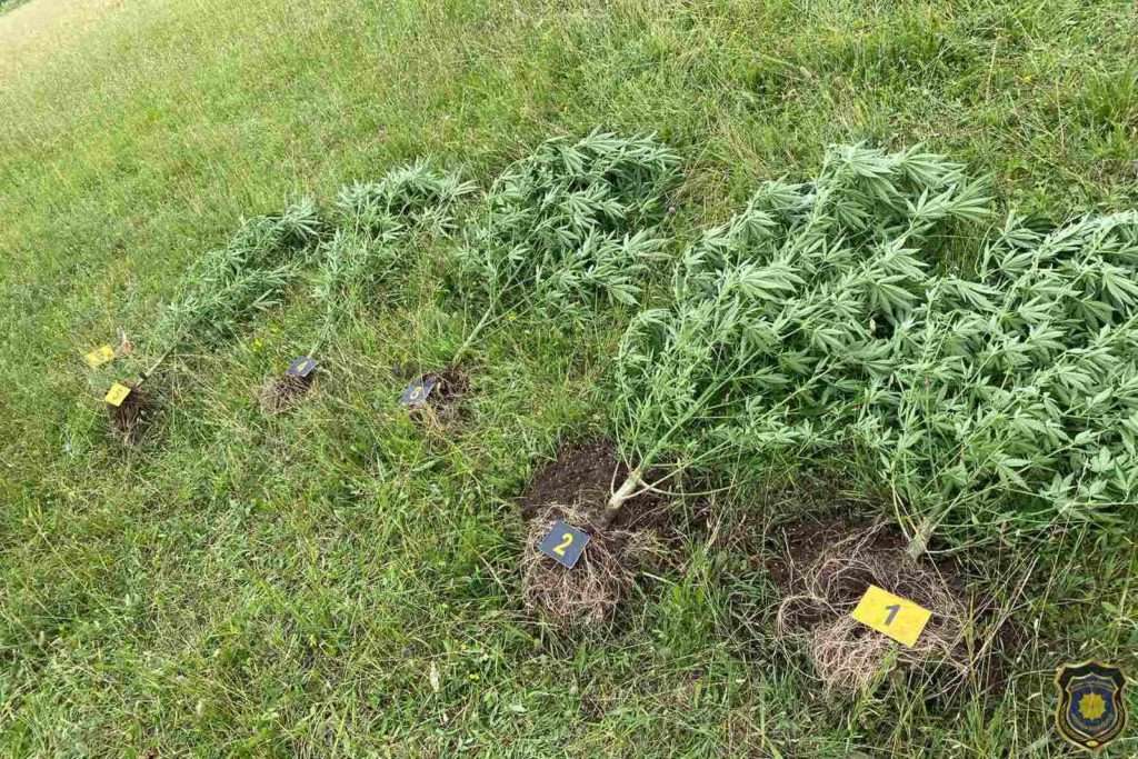 U akciji FUP-a u Čapljini pronađena oprema za uzgoj opojne droge