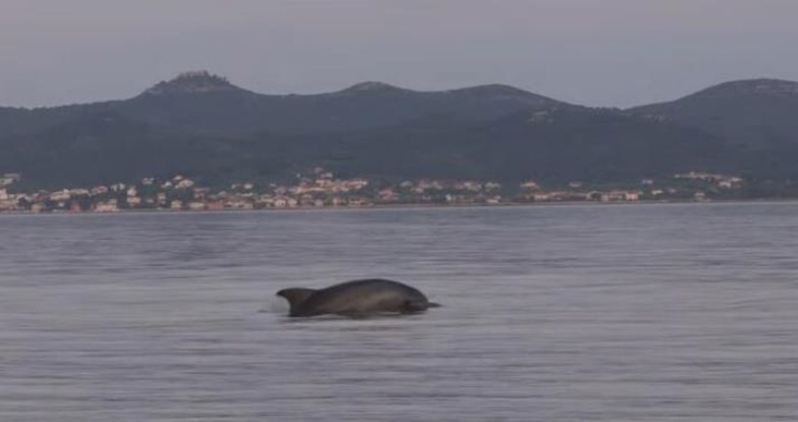 Divan prizor: Predstava delfina nedaleko od Zadra