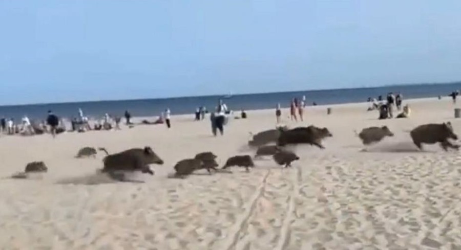 Krdo divljih svinja upalo na plažu, posjetitelji panično bježali