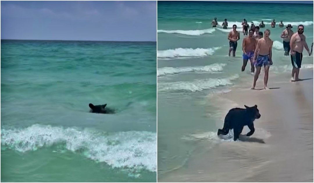 Nevjerovatan prizor na plaži: Medvjed plivao s kupačima