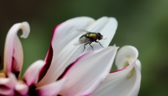 Stručnjak otkriva kako se riješiti muha i ostalih insekata iz doma