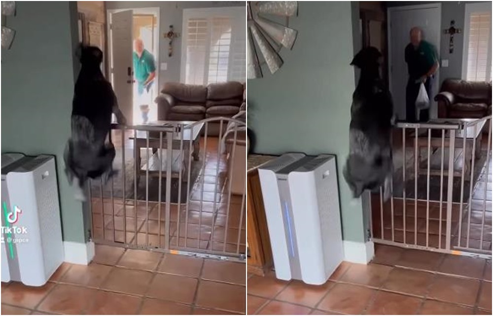 Pogledajte dirljivu reakciju psa kada je ugledao vlasnika
