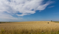 Uništenje brane u Ukrajini prijeti pretvaranjem žitnih polja u pustinju