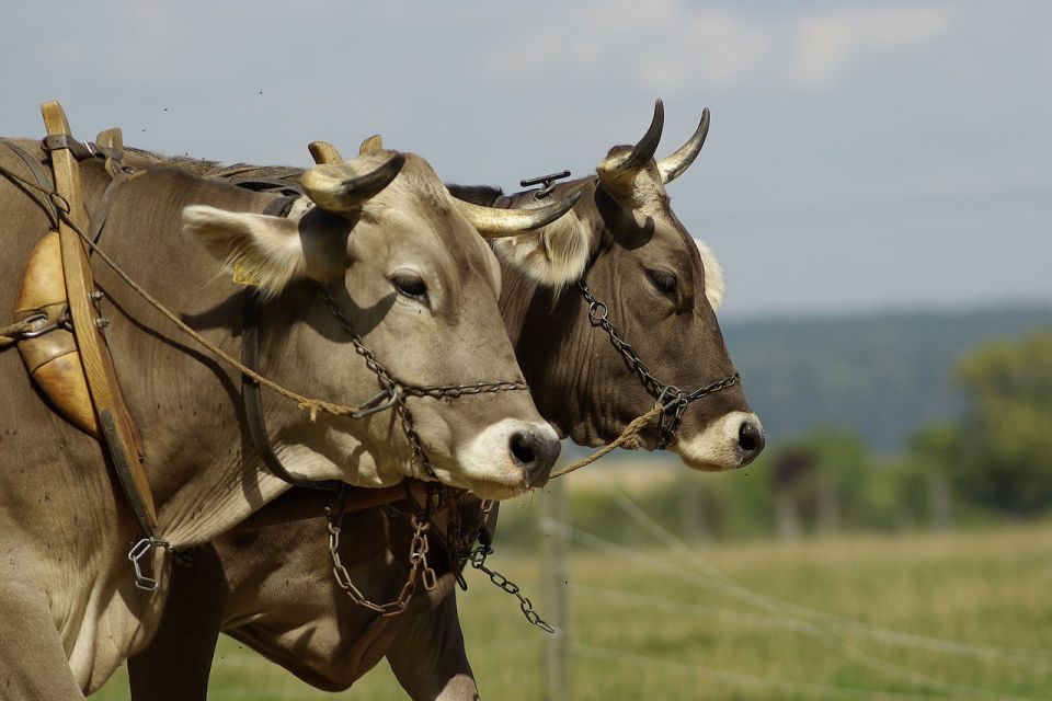 Muškarca usmrtili njegovi volovi dok su bili na ispaši