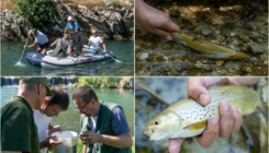 Sprovedeno istraživanje ribljih populacija u rijeci Buni sa posebnim akcentom na mekousnu pastrmku