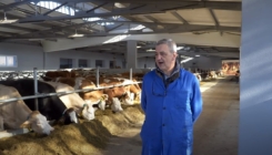 Farmer iz BiH svakoj kravi kupio dušek od 200 maraka