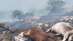Požar zahvatio dalekovod: Krave stradale od strujnog udara