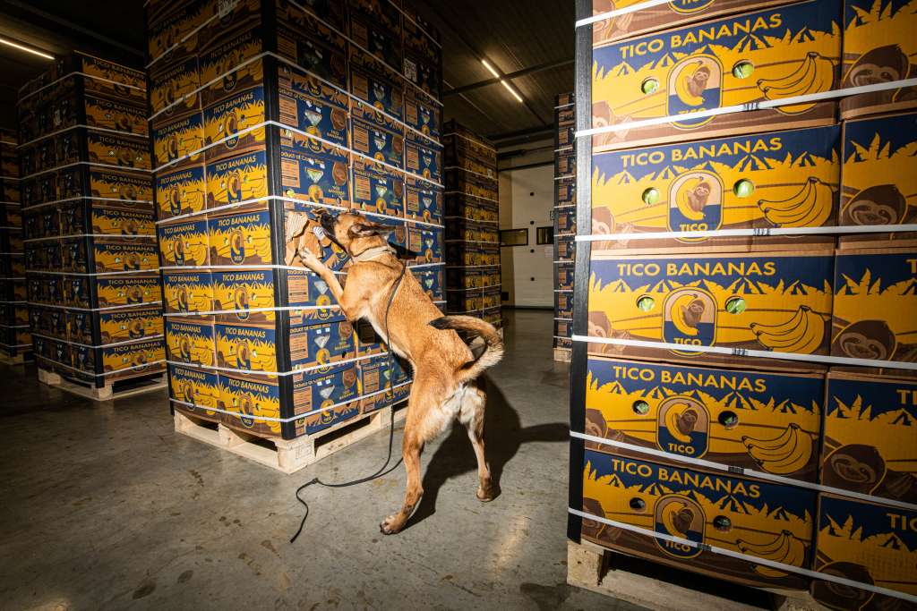 Otkriveno 6,8 tona kokaina u kontejneru s bananama
