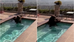 Medvjed spas od vrućine našao u porodičnom bazenu
