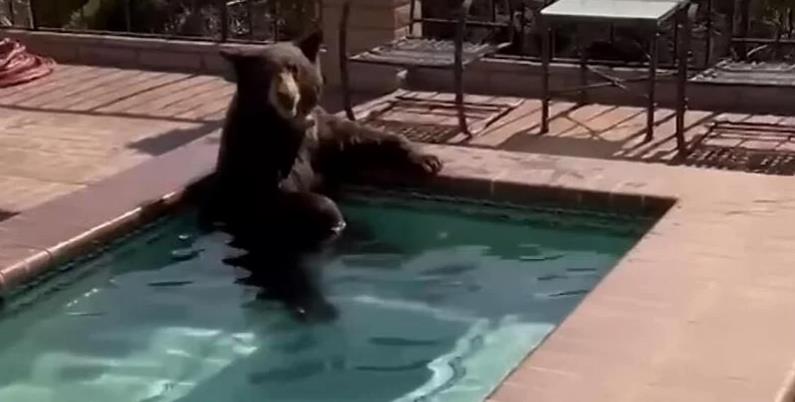 Medvjed spas od vrućine odlučio potražiti u jacuzziju