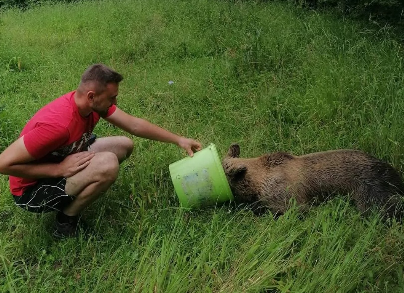 Mještani kod Jajca spašavali medvjedicu koja se zapetljala u žicu