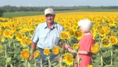 Muškarac posadio preko milion suncokreta kako bi iznenadio svoju ženu