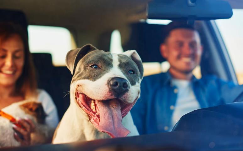 Veterinari savjetuju: Ovo su 4 najbolja načina da vaš pas živi duže