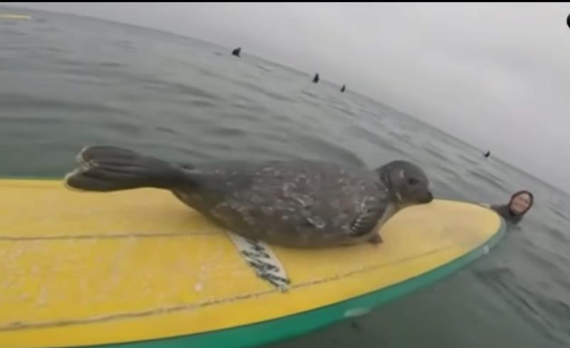 Foka Sammy voli da surfa sa ostalim surferima