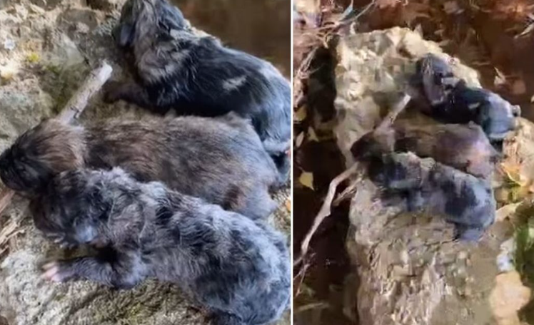 Muškarac bacio vreću sa štencima u Neretvu, dječak skočio u rijeku da ih spasi