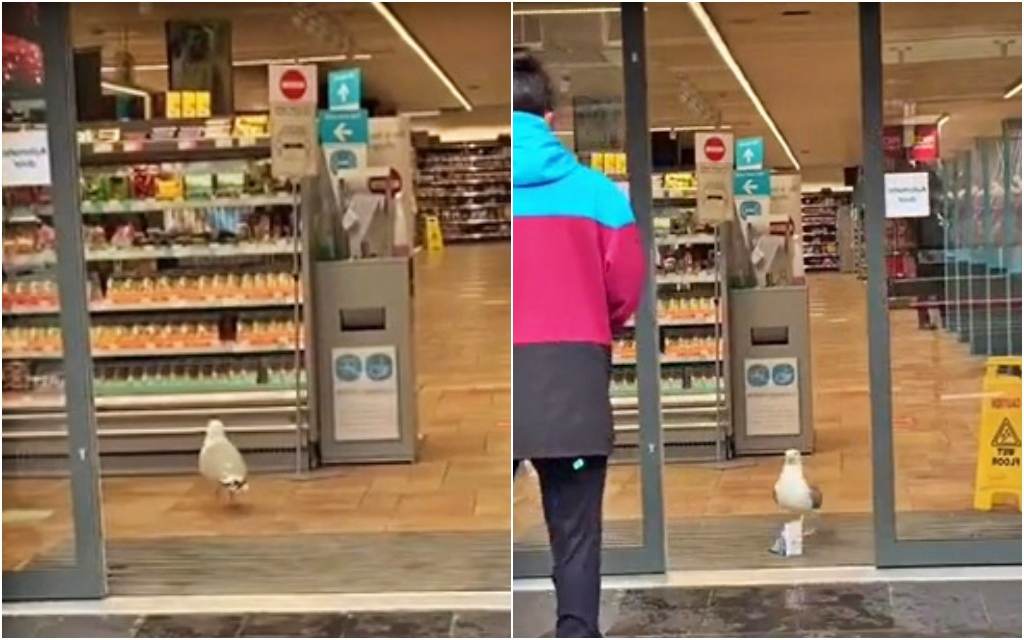 Širi se urnebesan snimak: Galeb ušetao u trgovinu i izašao sa sendvičem