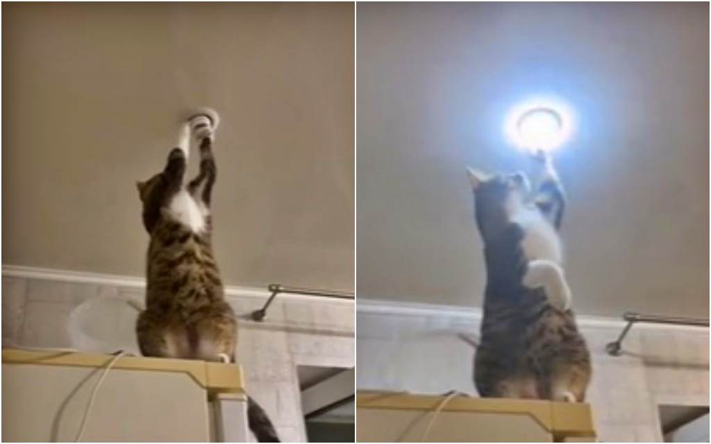Video pokupio brojne simpatije: Maca u tren oka popravila sijalicu