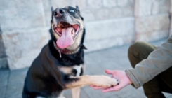 Da li znate šta vam pas pokušava reći kad vas dodiruje svojim šapama?