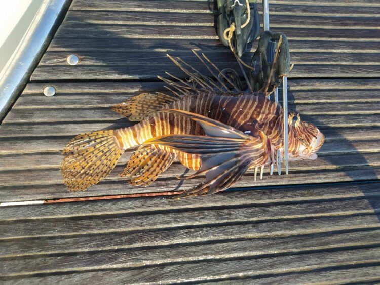 Stručnjaci upozoravaju: Opet se pojavila otrovna riba u Jadranu, evo što uraditi u slučaju uboda