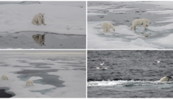 Sjeverni pol - dom polarnih medvjeda koji nestaje otapanjem