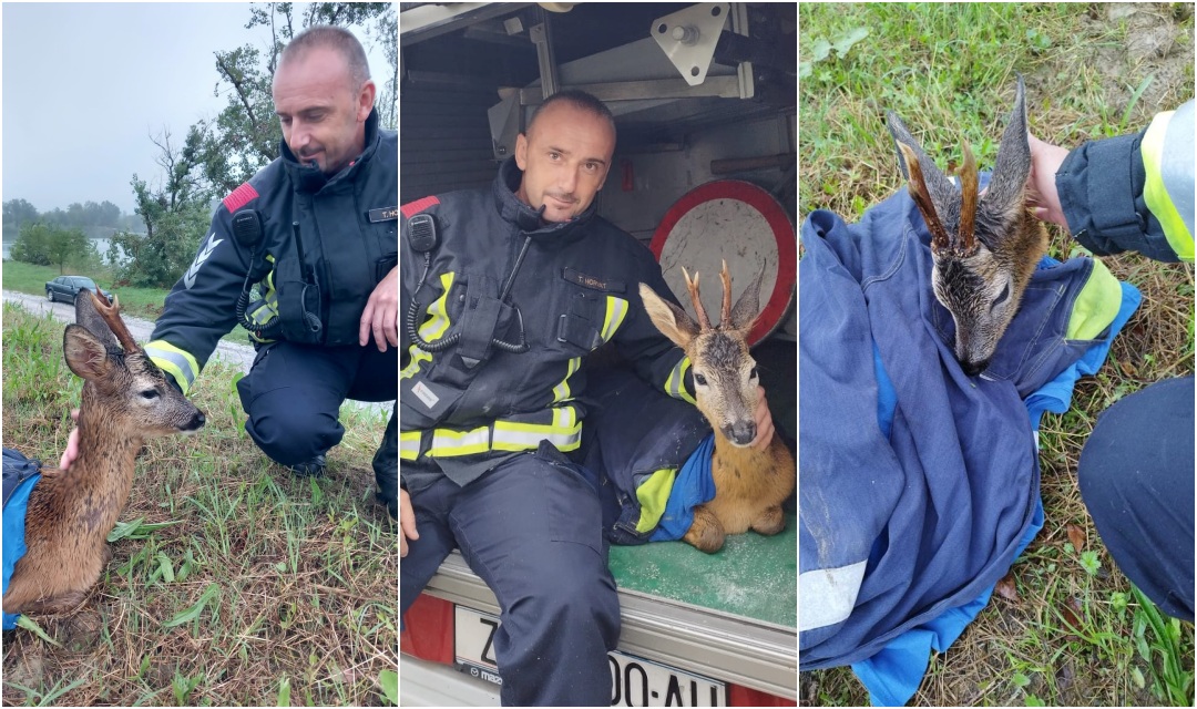 Vatrogasci spasili srndaća koji je zaglavio u bujici: "Vi ste pravi heroji"