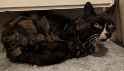 Pronašla mačku 11 godina nakon što je prijavila njen nestanak