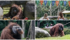 Indonezija: Najstariji orangutan na Baliju proslavio 46. rođendan