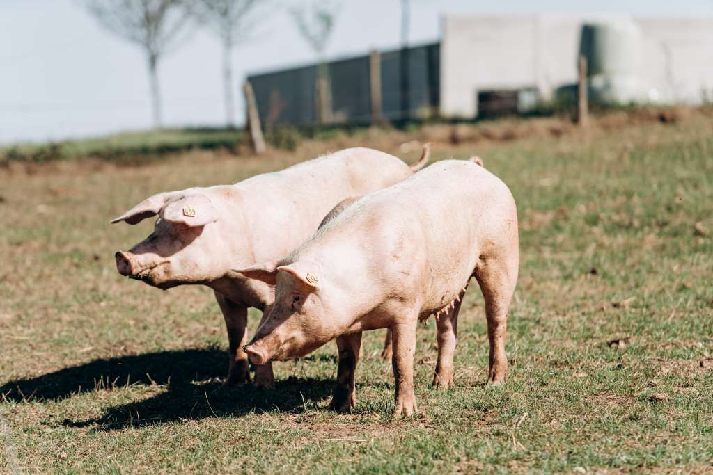 Smanjuje se intenzitet zaraze afričkom svinjskom kugom