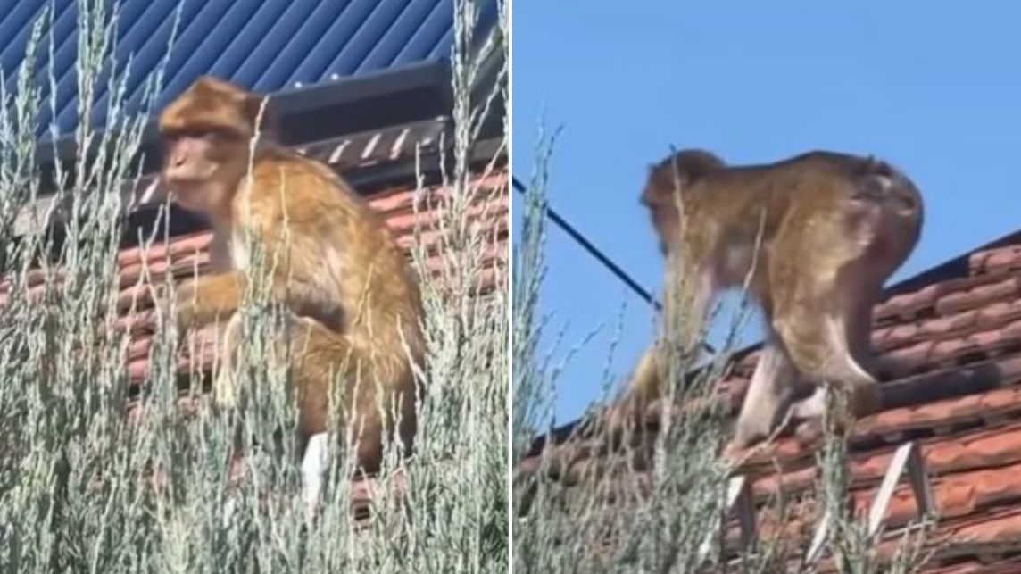 Na krovu kuće u Beogradu snimljen majmun