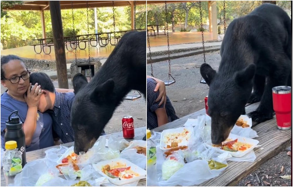 Medvjed prekinuo porodični ručak u prirodi, porodica se 'zaledila'