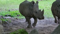 Nosorog usmrtio radnicu zoološkog vrta